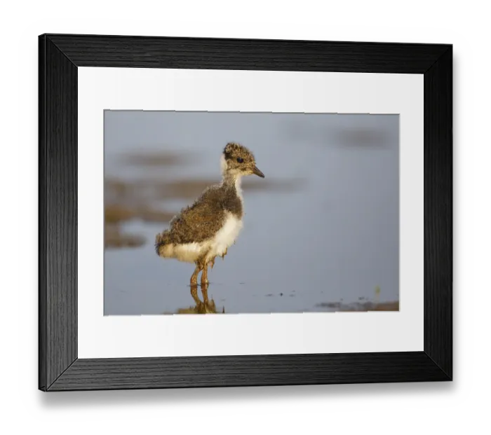 Framed Print : Northern Lapwing (Vanellus vanellus) juvenile