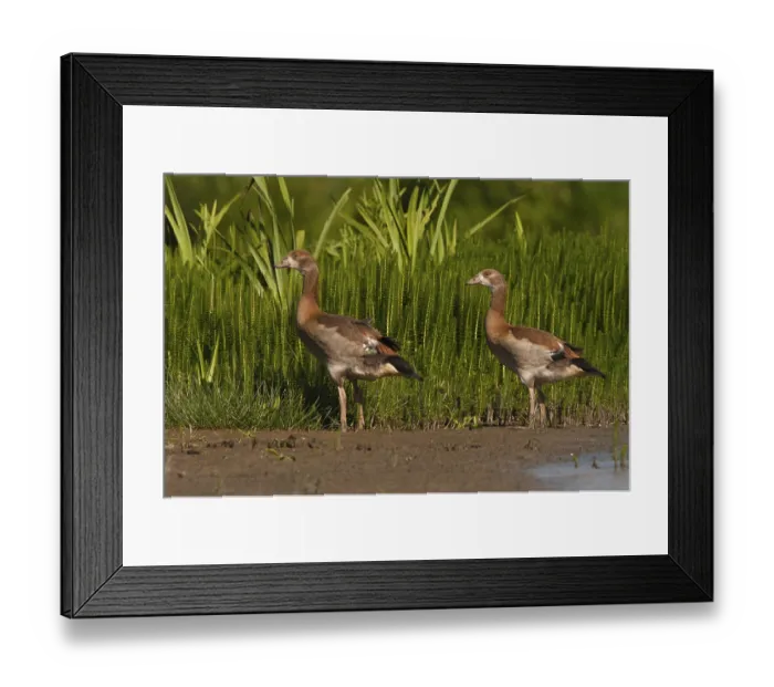 Framed Print : Egyptian Goose (Alopochen aegyptiaca) juvenile