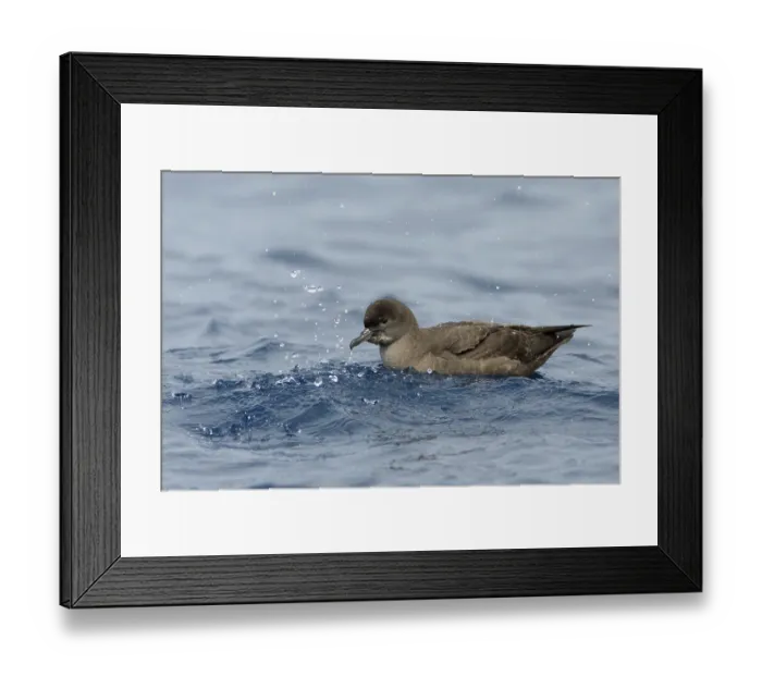 Framed Print : Short-tailed Shearwater (Ardenna tenuirostris)
