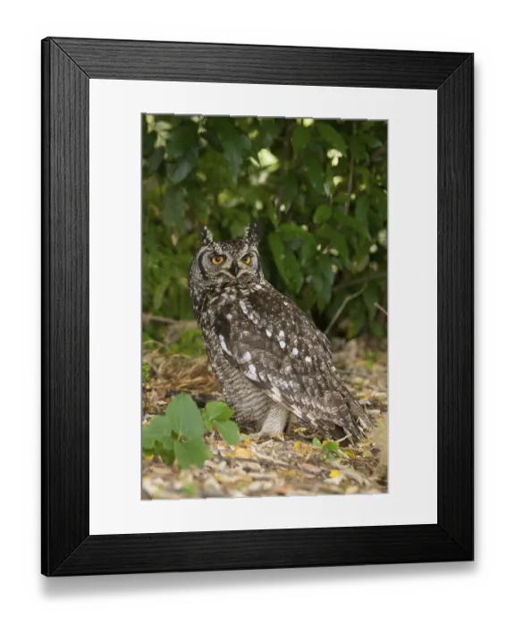Framed Print : Spotted Eagle-owl (Bubo africanus) Framed Print : Spotted Eagle-owl (Bubo africanus)