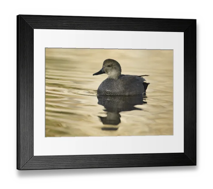 Framed Print : Gadwall (Mareca strepera) male Framed Print : Gadwall (Mareca strepera) male