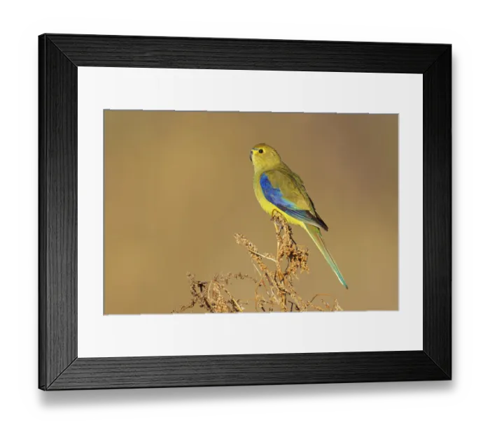 Framed Print : Blue-winged Parrot (Neophema chrysostoma) female