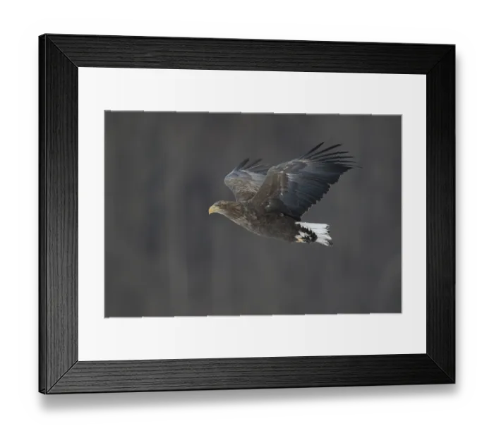 Framed Print : White-tailed Eagle (Haliaeetus albicilla) flying Framed Print : White-tailed Eagle (Haliaeetus albicilla) flying
