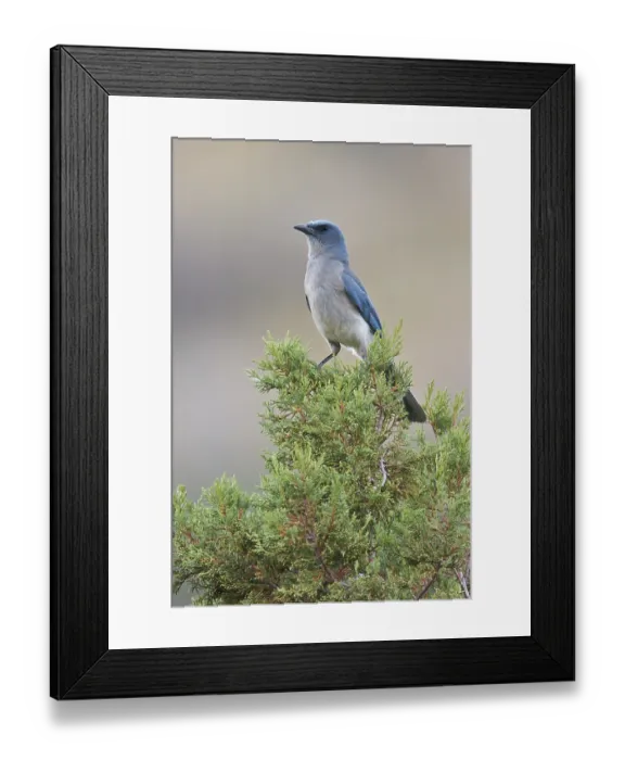 Framed Print : Mexican Jay (Aphelocoma wollweberi) perched on a branch in southern Arizona Framed Print : Mexican Jay (Aphelocoma wollweberi) perched on a branch in southern Arizona
