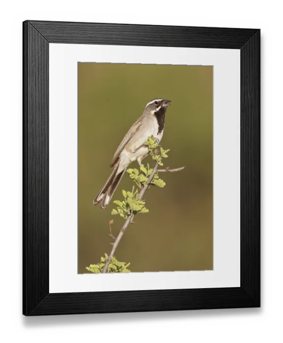 Framed Print : Black-throated Sparrow (Amphispiza bilineata) perched on a branch in southern Arizona