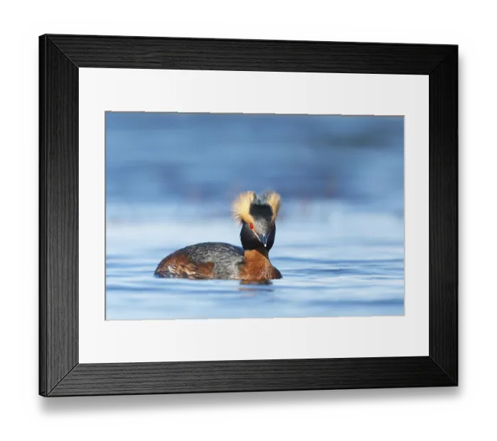 Framed Print : Horned Grebe (Podiceps auritus)