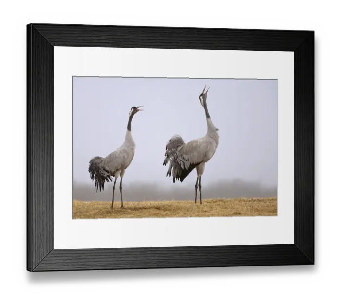 Framed Print : Common Crane (Grus grus) courting Framed Print : Common Crane (Grus grus) courting