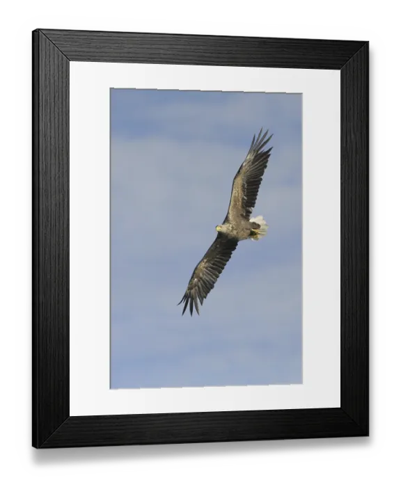 Framed Print : White-tailed Eagle (Haliaeetus albicilla) flying Framed Print : White-tailed Eagle (Haliaeetus albicilla) flying