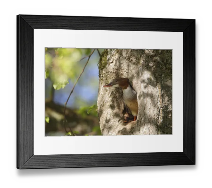 Framed Print : Common Merganser (Mergus merganser) female