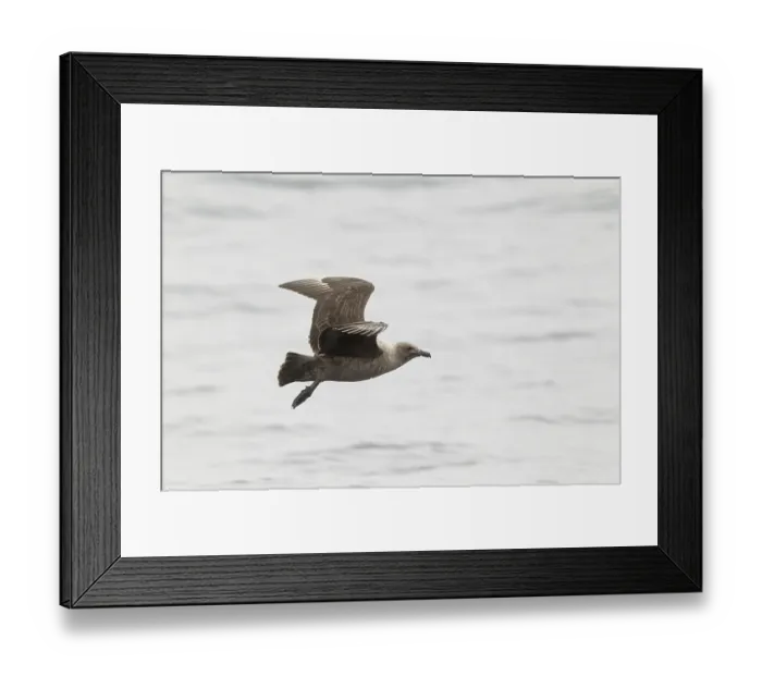 Framed Print : South Polar Skua (Stercorarius maccormicki) flying