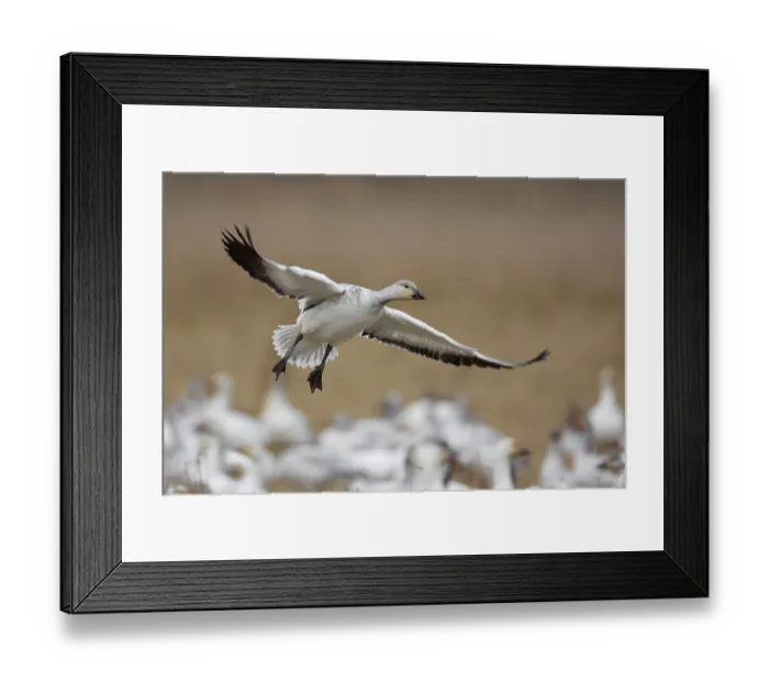 Framed Print : Snow Goose (Anser caerulescens) juvenile flying
