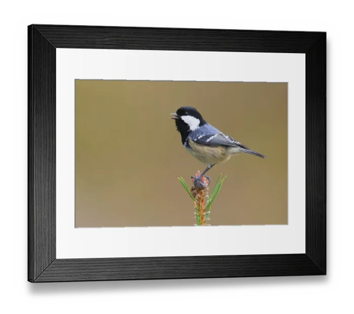 Framed Print : Coal Tit (Periparus ater) singing