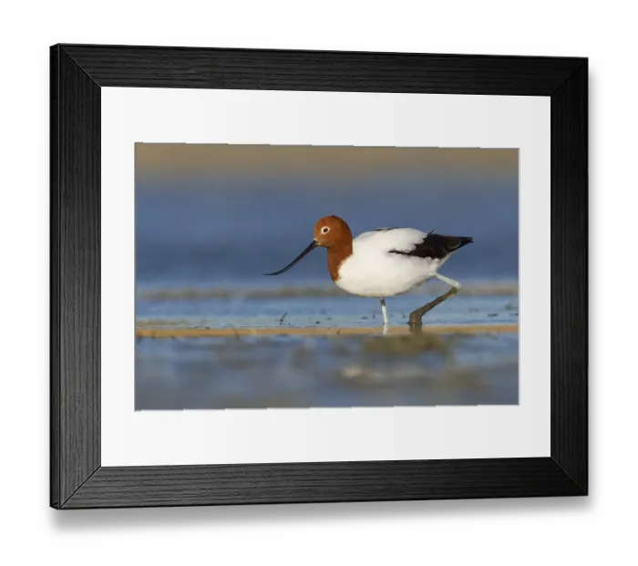 Framed Print : Red-necked Avocet (Recurvirostra novaehollandiae)
