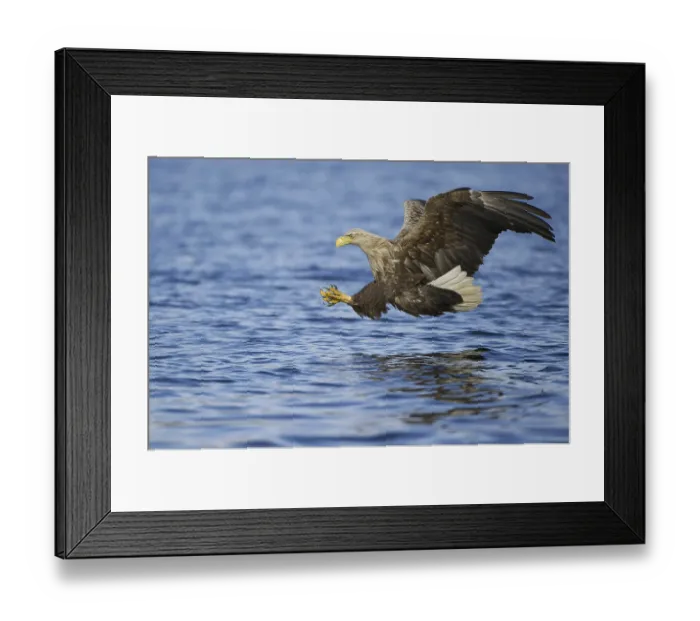 Framed Print : White-tailed Eagle (Haliaeetus albicilla) flying