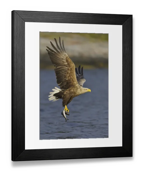 Framed Print : White-tailed Eagle (Haliaeetus albicilla) flying
