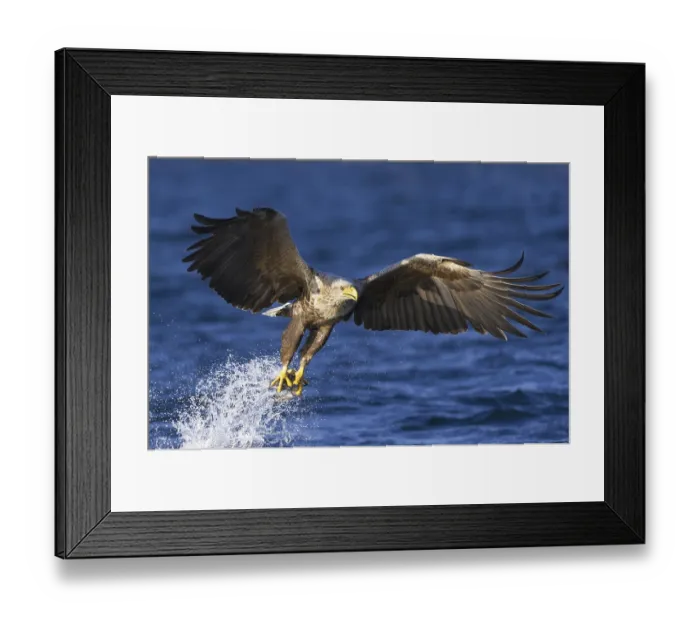 Framed Print : White-tailed Eagle (Haliaeetus albicilla) flying