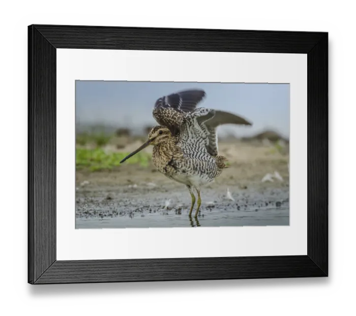 Framed Print : Common Snipe (Gallinago gallinago)