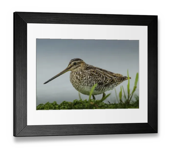 Framed Print : Common Snipe (Gallinago gallinago) Framed Print : Common Snipe (Gallinago gallinago)