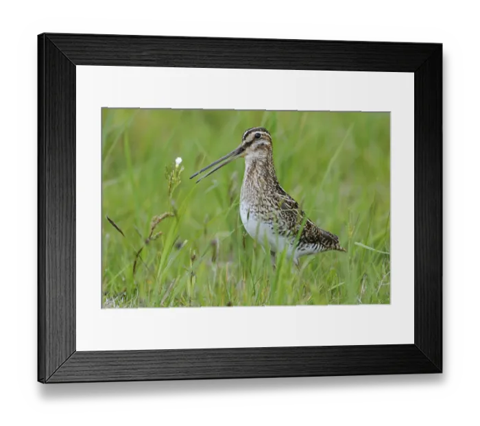 Framed Print : Common Snipe (Gallinago gallinago)