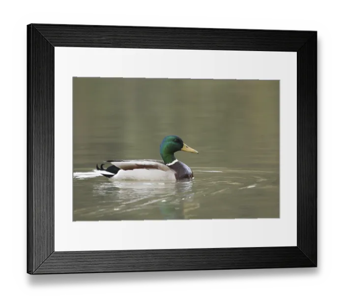 Framed Print : Mallard (Anas platyrhynchos) male