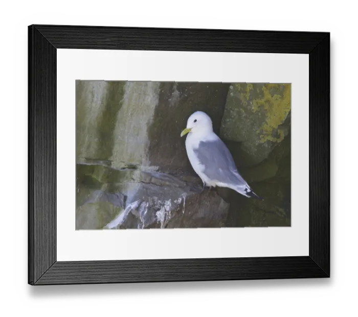 Framed Print : Black-legged Kittiwake (Rissa tridactyla) Framed Print : Black-legged Kittiwake (Rissa tridactyla)