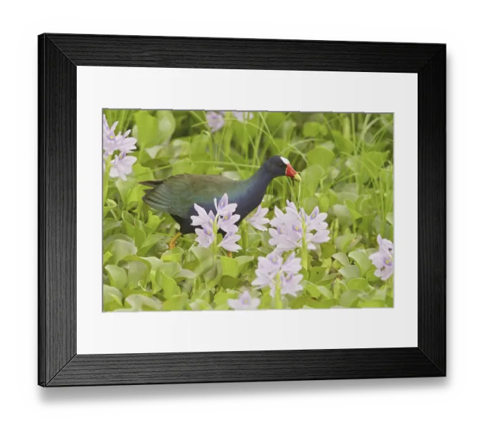 Framed Print : Purple Gallinule (Porphyrio martinica) Framed Print : Purple Gallinule (Porphyrio martinica)