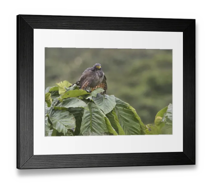 Framed Print : Roadside Hawk (Rupornis magnirostris)