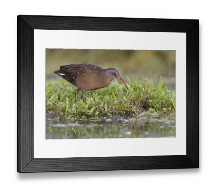 Framed Print : Virginia Rail (Rallus limicola)