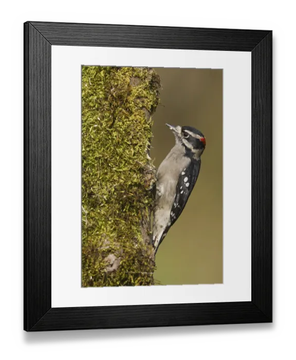 Framed Print : Downy Woodpecker (Dryobates pubescens) male