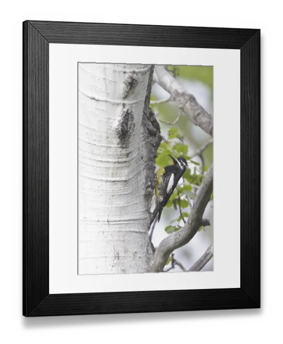 Framed Print : Williamson's Sapsucker (Sphyrapicus thyroideus) male