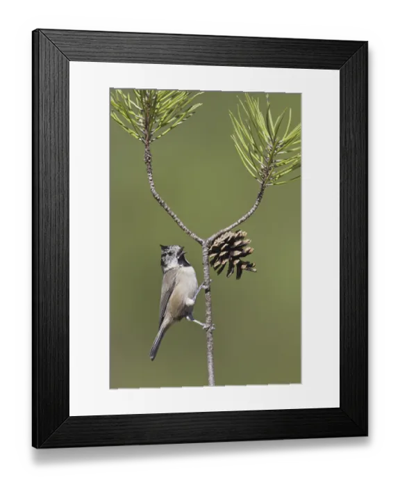 Framed Print : European Crested Tit (Lophophanes cristatus) singing
