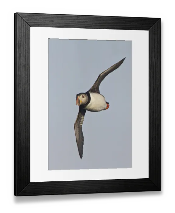 Framed Print : Atlantic Puffin (Fratercula arctica) flying