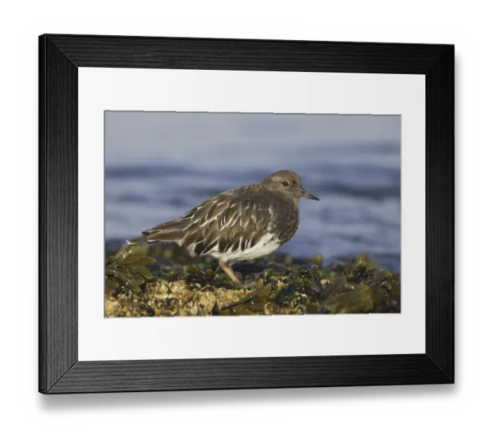 Framed Print : Black Turnstone (Arenaria melanocephala)