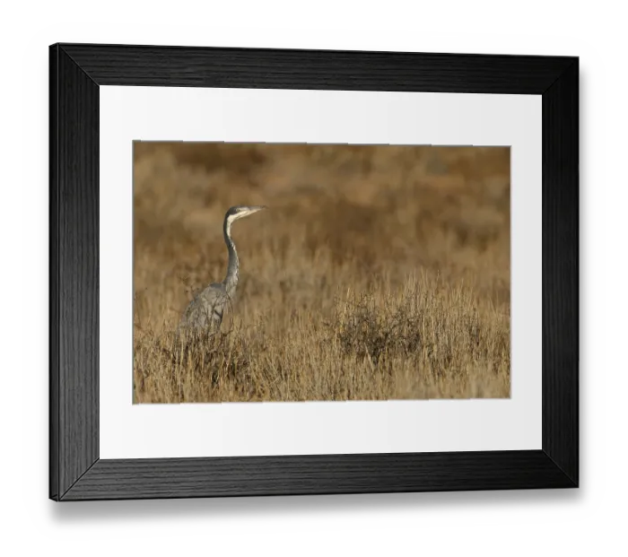 Framed Print : Black-headed Heron (Ardea melanocephala)