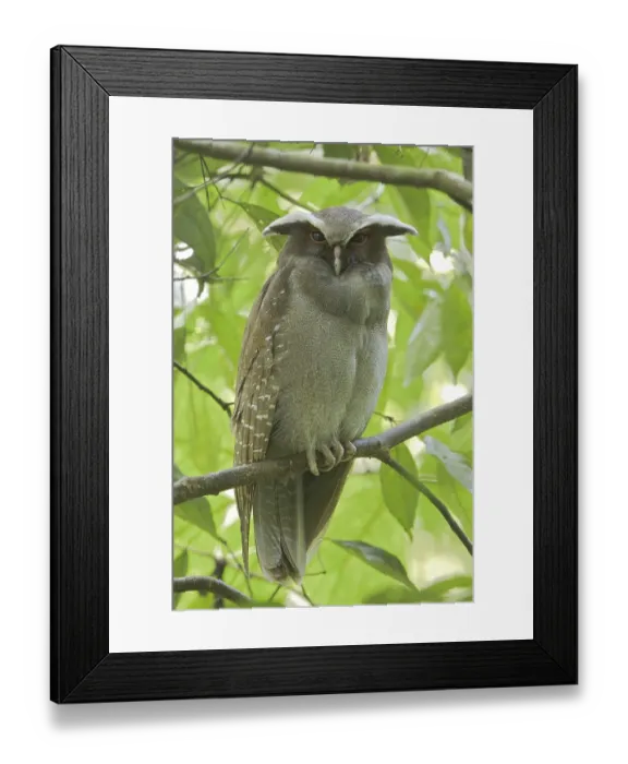 Framed Print : Crested Owl (Lophostrix cristata) Framed Print : Crested Owl (Lophostrix cristata)
