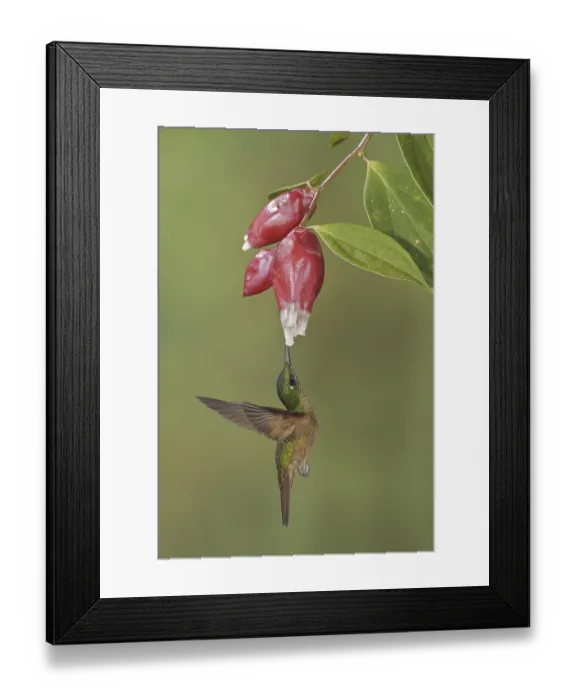 Framed Print : Fawn-breasted Brilliant (Heliodoxa rubinoides)