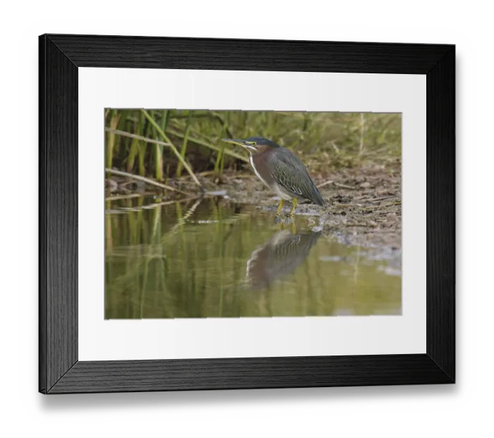 Framed Print : Green Heron (Butorides virescens) Framed Print : Green Heron (Butorides virescens)