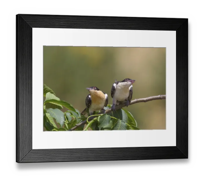 Framed Print : Great Spotted Cuckoo (Clamator glandarius) juvenile