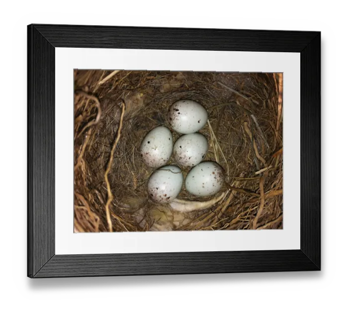 Framed Print : Common Linnet (Linaria cannabina) nest