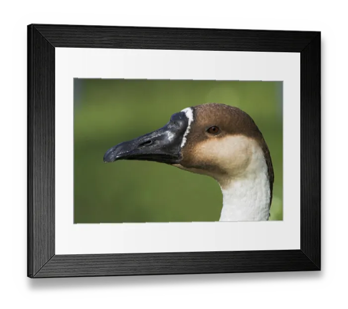 Framed Print : Swan Goose (Anser cygnoides), Germany, Europe