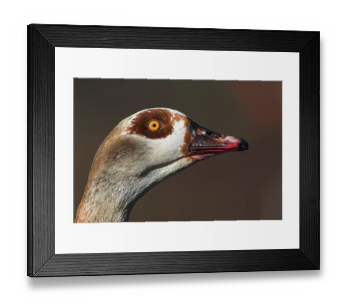 Framed Print : Egyptian Goose (Alopochen aegyptiaca) juvenile Framed Print : Egyptian Goose (Alopochen aegyptiaca) juvenile