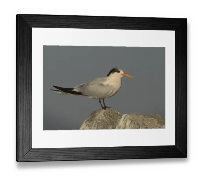 Framed Print : Elegant Tern (Thalasseus elegans) Framed Print : Elegant Tern (Thalasseus elegans)