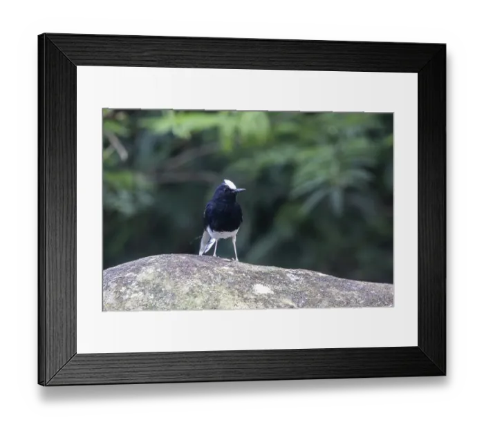 Framed Print : White-crowned Forktail (Enicurus leschenaulti) Framed Print : White-crowned Forktail (Enicurus leschenaulti)
