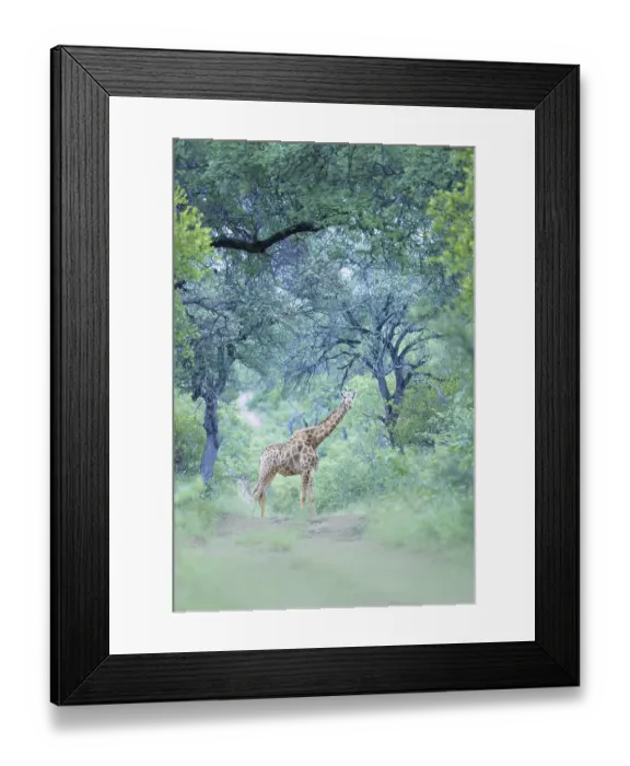 Framed Print : South African Giraffe (Giraffa camelopardalis giraffa) standing on trail under big trees in green rainforest
