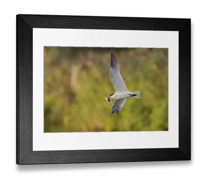 Framed Print : Caspian Tern (Hydroprogne caspia) flying with captured fish prey in its beak Framed Print : Caspian Tern (Hydroprogne caspia) flying with captured fish prey in its beak