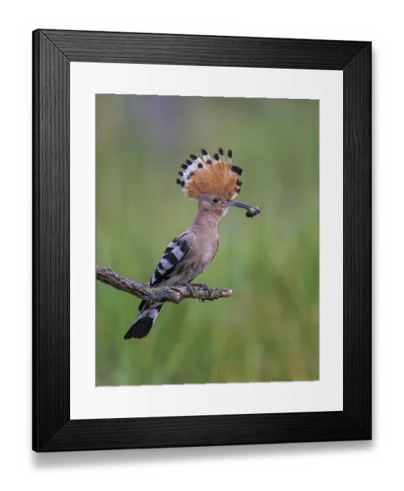 Framed Print : Eurasian Hoopoe (Upupa epops) with food in its beak