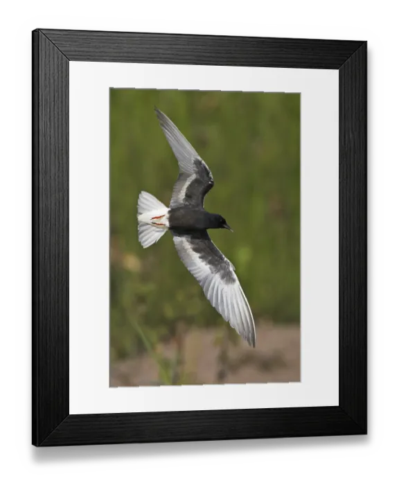 Framed Print : White-winged Tern (Chlidonias leucopterus) flying Framed Print : White-winged Tern (Chlidonias leucopterus) flying