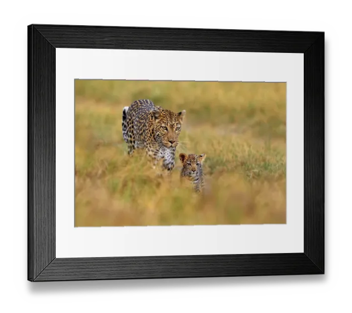 Framed Print : Leopard cub with mother walk. Big wild cat in the nature habitat