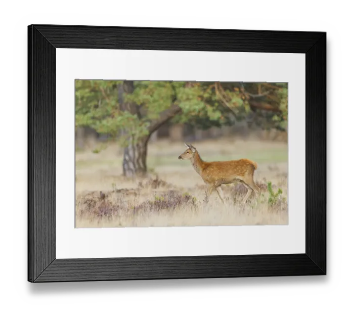 Framed Print : Rothirsch, Cervus elaphus Red Deer, Cervus elaphus Framed Print : Rothirsch, Cervus elaphus Red Deer, Cervus elaphus