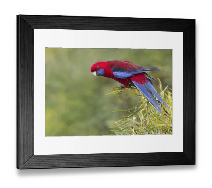 Framed Print : Crimson Rosella (Platycercus elegans) perched on a branch in eastern Australia Framed Print : Crimson Rosella (Platycercus elegans) perched on a branch in eastern Australia